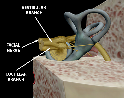 cranial-nerves-08-vestibulocochlear